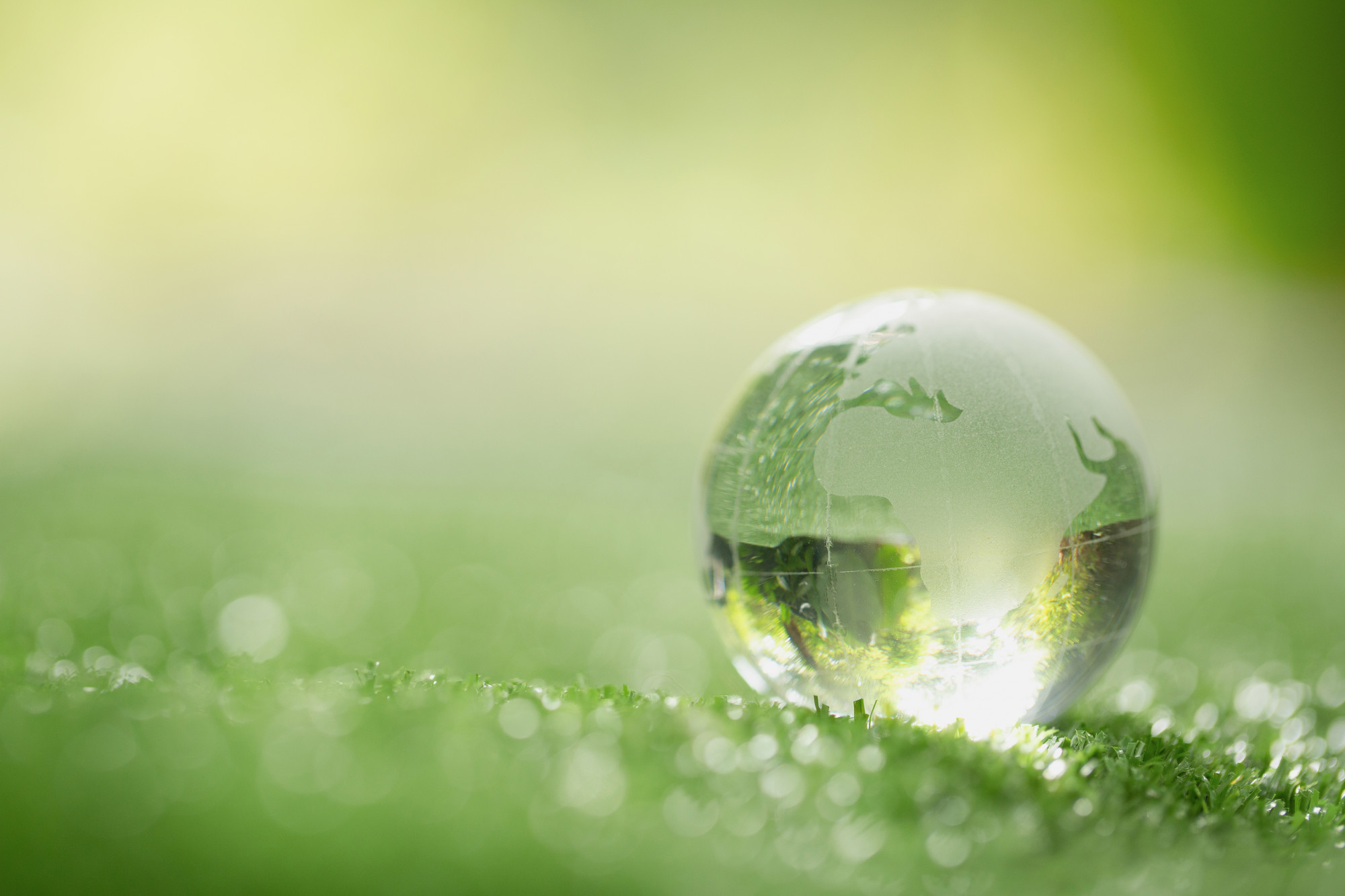 close-up-crystal-globe-resting-grass-forest